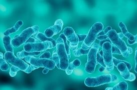 Les bactéries ont des 