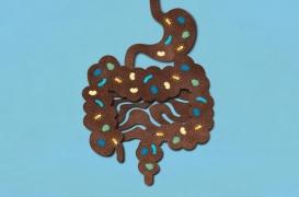 Maladie d'Alzheimer : le microbiote intestinal peut transmettre les symptômes