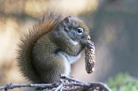 Alaskapox : que sait-on de cette nouvelle maladie virale qui a tué une personne ?