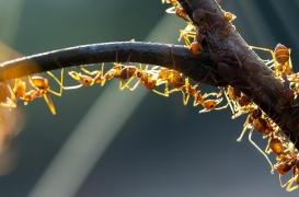 Fourmis de feu en Europe : quels sont les risques pour la santé ?
