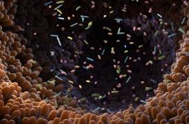 Asthme, allergies : l’absence de bonnes bactéries intestinales chez les bébés accroît le risque