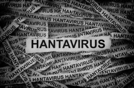 Hantavirus sur un bateau : l’OMS écarte le risque de pandémie