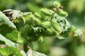 Cette mauvaise herbe aurait des propriétés anti-âge et cicatrisantes