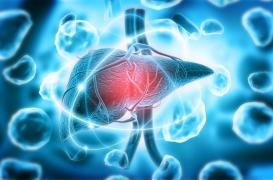 Contre la cirrhose, des billes de carbone qui réparent le microbiome intestinal