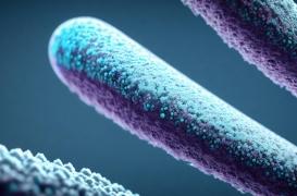 Virus de Marburg : l'OMS s'alarme d’une potentielle « épidémie à grande échelle »