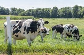 Grippe aviaire : des cas « sans précédent » détectés chez des vaches aux Etats-Unis