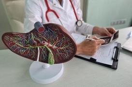 Le foie peut fonctionner pendant plus de 100 ans