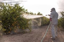 L’exposition aux pesticides peut nuire à la qualité du sperme 