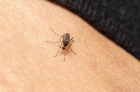 Paludisme : une bactérie bloquerait le développement du parasite chez les moustiques 