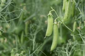 Anémie : bientôt des légumes et des céréales enrichis en fer ? 