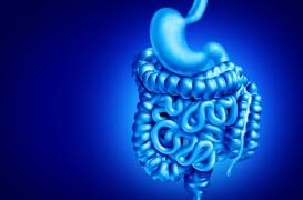 Greffe d’organes : un risque accru de décès en cas de microbiote intestinal déséquilibré 