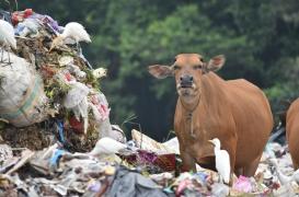 Les décharges feront-elles le lit des prochaines pandémies ?