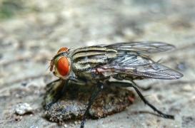 Mystère après la découverte d'une mouche complètement intacte dans le côlon d'un homme