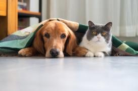 Chat, chien : ils peuvent transmettre des super-bactéries à leur maître