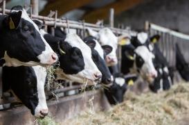 H5N1 : les vaches contaminées produisent du lait très concentré en virus