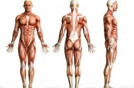 Une IA a créé un catalogue inédit des protéines humaines : une future révolution médicale ?