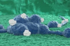 Neuroblastome : un médicament ciblant les modifications de l’ARN est prometteur