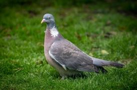 Une fillette décède après avoir attrapé un virus transmis par un pigeon