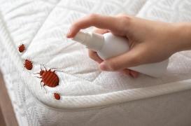 Punaises de lit : l’Anses met en garde contre un insecticide responsable d’intoxications
