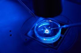 Une cellule de peau transformée en ovule fonctionnel par des chercheurs