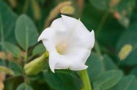 Du datura dans la farine de blé noir bio, quels dangers ?