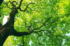 On sait désormais pourquoi certains hommes se transforment en arbre