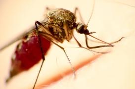 Moustique : une IA aide à repérer l'insecte vecteur du paludisme