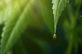 Le cannabis aide les femmes à atteindre l’orgasme