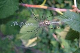 Sa phobie des araignées cachait… un cancer