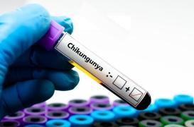 Chikungunya : un premier cas autochtone en métropole