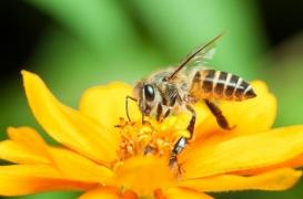 Le glyphosate impliqué dans la mort des abeilles en altérant leur microbiote