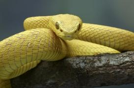 Il subit 200 morsures de serpent pour développer un anti-venin 