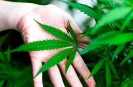 Tâches motrices : la consommation de cannabis liée à un effort cérébral accru