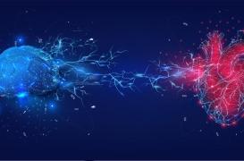 Stress : les mécanismes derrière la réaction du cœur mis en lumière