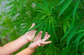 Cannabis : les intoxications sont de plus en plus fréquentes et graves chez les moins de 6 ans