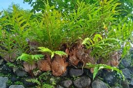 Cette plante pourrait soigner les troubles liés à la ménopause 