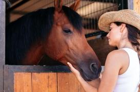 Les fausses couches des chevaux aident à comprendre celles des humains