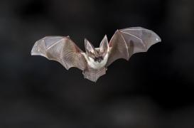 Rage : un garçon de 11 ans décède après s’être réveillé avec une chauve-souris sur le visage