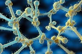 Ce champignon mortel devient de plus en plus dangereux