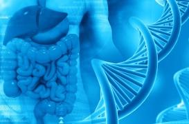 MICI : découverte d’une nouvelle voie génétique... et thérapeutique ?