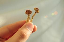 Les champignons hallucinogènes peuvent-ils soulager les douleurs digestives chroniques ?