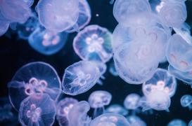 Méduses : les bons réflexes en cas de piqûre