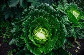Cancer : manger des choux pour booster l’efficacité de l’immunothérapie 