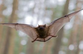 Morsure de chauve-souris : il est contaminé par un virus mortel