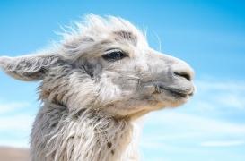 Schizophrénie : et si les lamas pouvaient guérir la maladie 