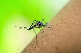 Chikungunya : un deuxième cas autochtone détecté en Isère