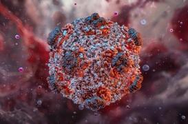 Hantavirus : quels sont les critères pour être désigné cas contact ?