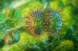 Cas de méningite sur un bateau en Bretagne : quels sont les symptômes ?