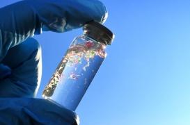 Salmonella : comment les microplastiques augmentent le risque d’intoxication alimentaire ?