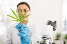 Cannabis thérapeutique : quand sera-t-il mis en place en France ?